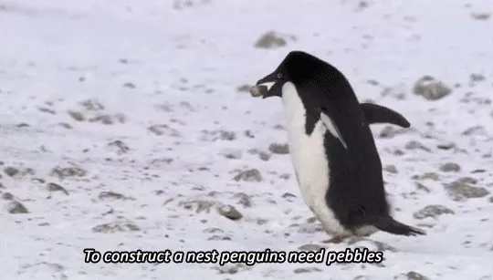Đá cuội là một thứ tài sản có giá trị với chim cánh cụt.
