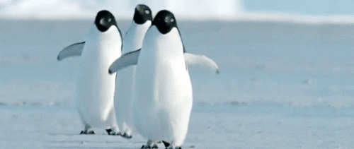 Chim cánh cụt là một trong những loài vật dễ thương nhất quả đất.