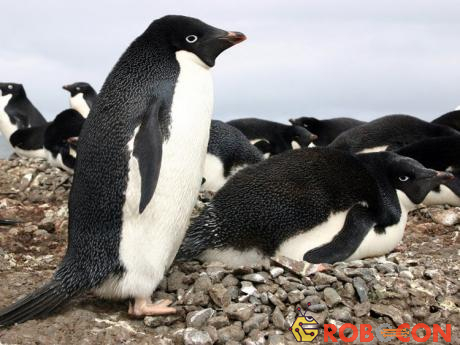 Chim cánh cụt có thể gây ra những vụ cưỡng hiếp, hiếp dâm tập thể và cả... ấu dâm.
