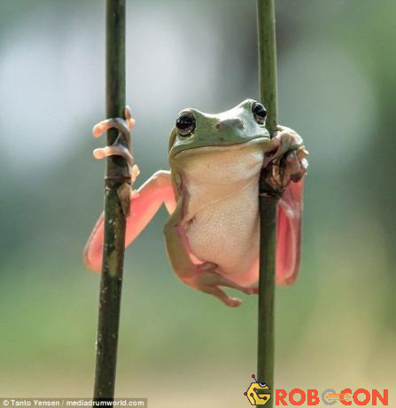 Loài ếch này tại Công viên nước quốc gia Juan Castro Blanco.