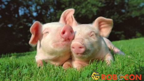 Pháp cấm người dân đặt tên những con lợn với cái tên Napoleon