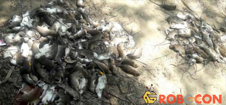Chuột bị tiêu diệt ở Myanmar. Ảnh: Irrawaddy