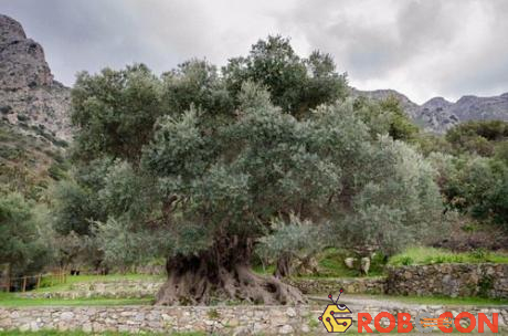 Cây ô liu cổ đại trên đảo Crete