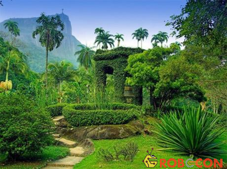 Vườn bách thảo Jardim Botnico, ở Rio de Janeiro, Brazil.