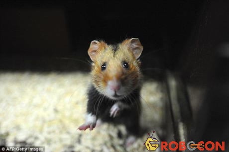 Chuột Hamster 