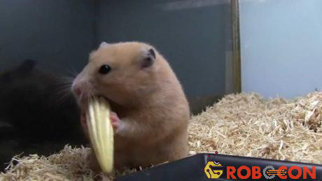 Chuột ăn ngô có nguy cơ sát hại con mình