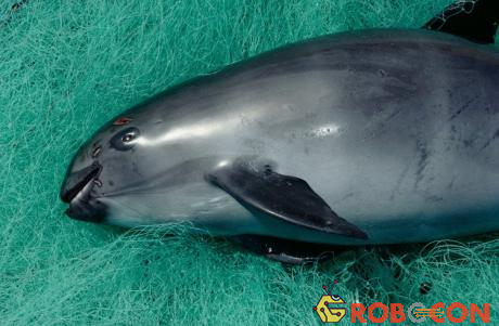 Cá heo vaquita (Phocoena sinus) được xếp vào danh sách nguy cấp nhất trong bộ cá voi.