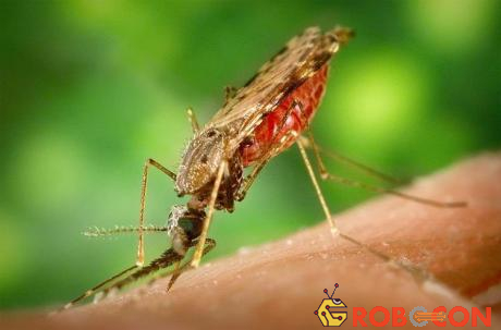 Anopheles albimanus – muỗi sốt rét.