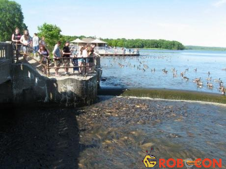 Ngày nay, đập tràn Linesville trên hồ Pymatuning đã trở thành địa điểm du lịch hấp dẫn.