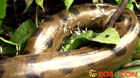 Rắn 'khổng lồ' Anaconda quằn quại đau đớn vì nhím độc