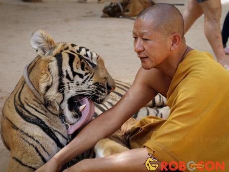 Ảnh: Sư Thái Lan ăn ngủ cùng 137 con hổ dữ