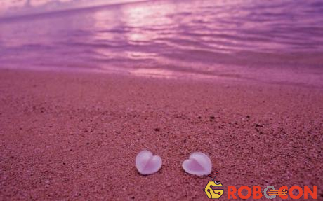 Bãi biển này có màu hồng là do động vật cực nhỏ với vỏ hồng sáng, gọi là Foraminifera