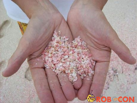 Những động vật cực nhỏ với vỏ hồng sáng tạo màu cho nền cát.