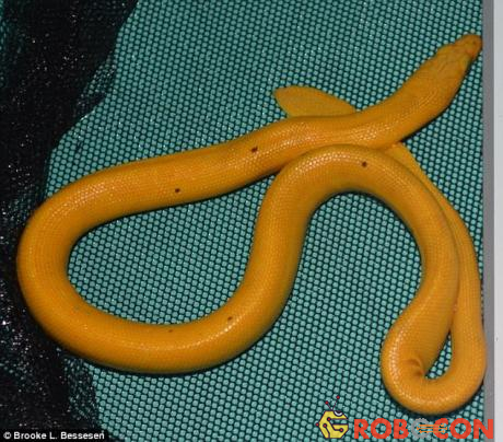 Phát hiện loài rắn vàng rực cực hiếm, chưa từng được biết đến - 3
