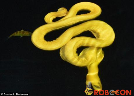 Phát hiện loài rắn vàng rực cực hiếm, chưa từng được biết đến - 1