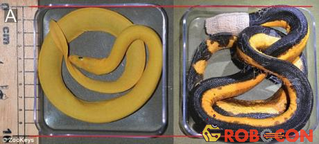 Phát hiện loài rắn vàng rực cực hiếm, chưa từng được biết đến - 2