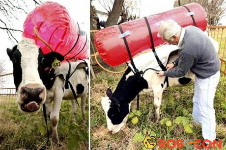 Một con bò sữa có thể thải ra 110kg khí methane/năm chỉ bằng việc ợ hơi...