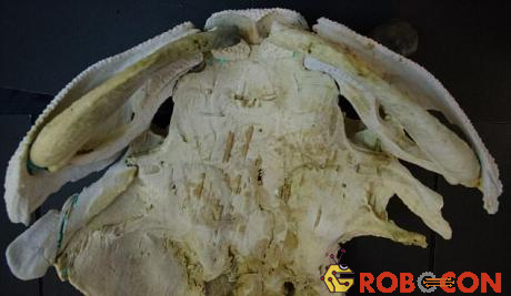 Bản in 3D của mẫu hóa thạch cá ở hồ Burrinjuck nhìn từ phía bụng.