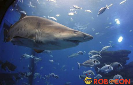 Số lượng nạn nhân của cá mập hổ chỉ xếp sau cá mập trắng. 