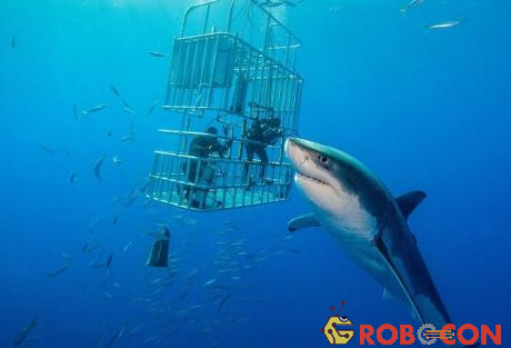 Thợ lặn được bảo vệ trong lồng sắt khi tiếp cận với cá mập trắng ở ngoài khơi Mexico.