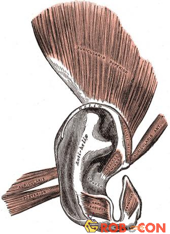 Nhóm cơ tai Auriculares - yếu tố giúp tai bạn 