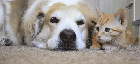 Về mặt lý thuyết, chó yêu con người nhiều hơn mèo