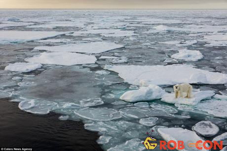 Gấu trắng Bắc Cực được xếp vào nhóm động vật nguy cấp do biến đổi khí hậu. 