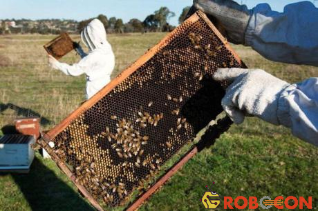 Nghiên cứu mới cho thấy phần lớn mật ong trên thế giới bị nhiễm neonicotinoid