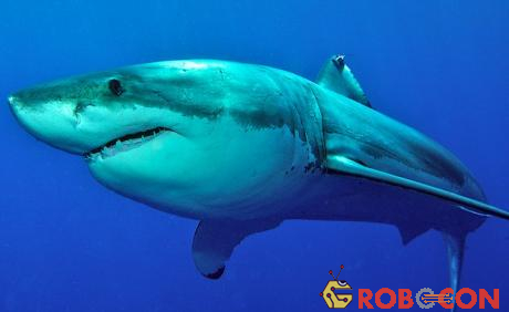 Rhizodont có bộ hàm đặc biệt được thiết kế để ăn thịt cá mập.