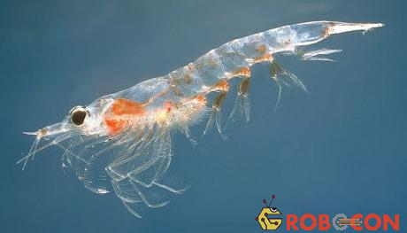 Sự kết hợp hoàn hảo của gió và thuỷ triều giúp cộng đồng krill phát triển mạnh mẽ.