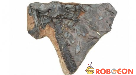 Hóa thạch của rhizodont được tìm thấy ở Ninh Hạ, Trung Quốc.