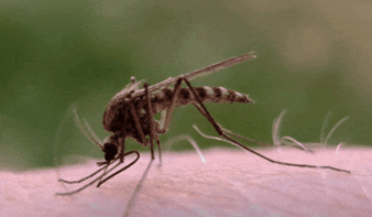 Muỗi sẽ tấn công nhanh hơn nếu mồi là con người.