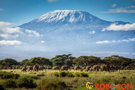 Núi Kilimanjaro là điểm cao nhất ở châu Phi và được bao phủ bởi lớp tuyết dày. 
