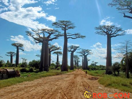Hoạt động đốt rừng làm đất nông nghiệp, khai thác gỗ sẽ làm rừng Madagascar sớm biến mất.