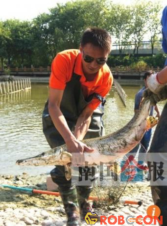 Bất ngờ phát hiện hai "thủy quái" mõm dài trong hồ Trung Quốc - 3