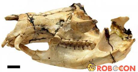 Hóa thạch đầu của một con balbarid được phát hiện tại Queensland, Australia.