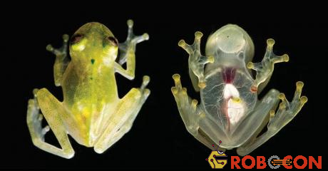 Một con ếch thủy tinh trưởng thành Hyalinobatrachium yaku có cơ thể gần như trong suốt.