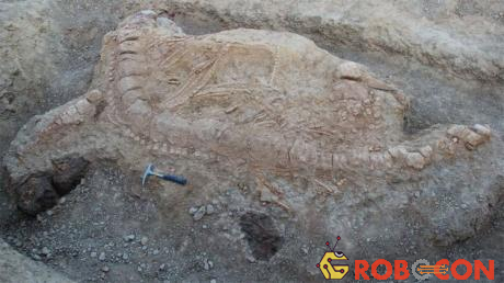 Hóa thạch ngư long vừa được tìm thấy ở Ấn Độ