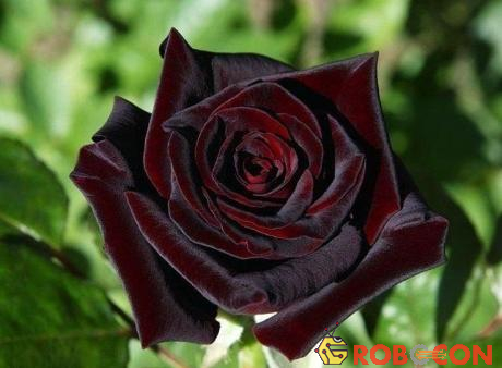Hoa hồng Black Magic Roses