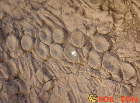 Dấu vết xúc tu mực trên hóa thạch thằn lằn cá.