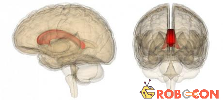 Khi cắt bỏ thể chai (corpus callosum), hai bán cầu não sẽ mất liên lạc với nhau.