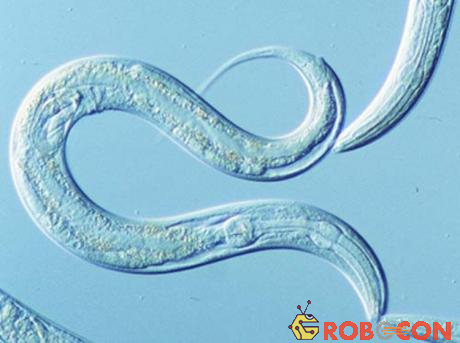 Loài C. elegans với cấu tạo cơ thể đơn giản nhưng khả năng sinh tồn cũng cao không kém cạnh.