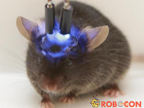 Thí nghiệm cấy não người mini vào chuột gây lo ngại về loài lai mới thông minh hơn.