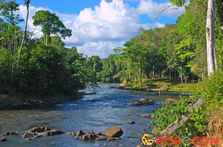 91% diện tích Suriname được bao phủ bởi rừng rậm