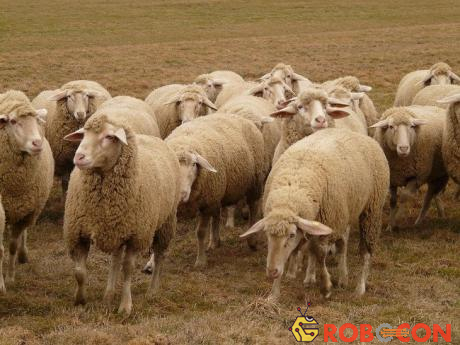 Tại Falkland Islands (Anh), có tới 500.000 con cừu trong khi dân số chỉ đạt khoảng 3000 người. 