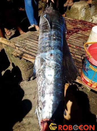 Philippines: Bắt được loài cá xăm kín thân hết sức kỳ lạ - 2