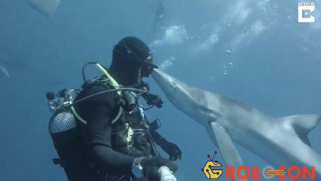 Cá mập xanh tò mò bơi lại gần trong khi thợ lặn đang quay phim.