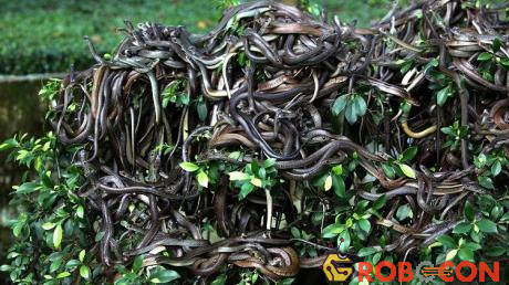 Bầy rắn tự tung tự tác ở đảo Rắn.