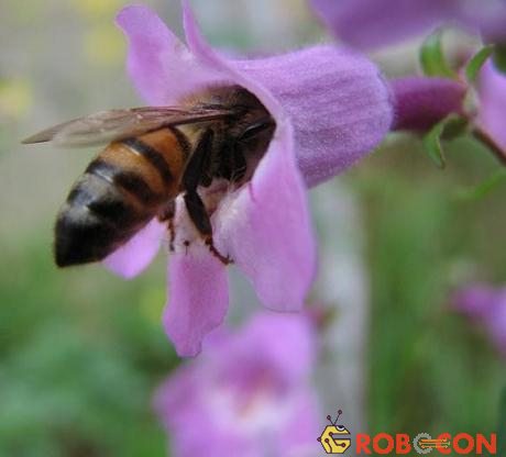 Những con ong rất nhạy cảm với hầu hết các thuốc trừ sâu nhóm pyrethroid. 