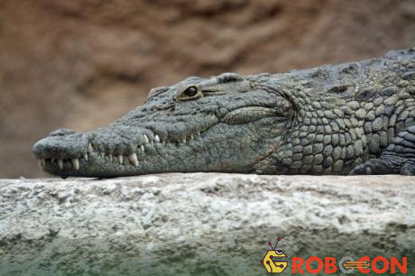 Ig Nobel Kinh tế: Nuôi cá sấu có thể ảnh hưởng đến máu cờ bạc của người nuôi